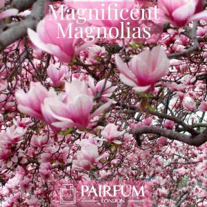 Perfume Ingredient Magnificent Magnolias Windsor Park