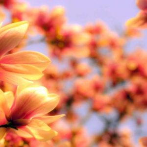 Perfumery Ingredient Natural Essential Oil Magnolia Petals e1556709958414