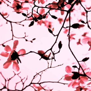 Perfumery Ingredient Natural Essential Oil Magnolia Twigs e1556709883954