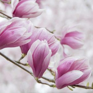 Perfumery Ingredient Natural Essential Oil Magnolias In Bloom