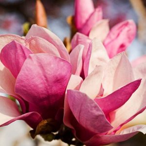 Perfumery Ingredient Natural Essential Oil Pink Magnolia Flower e1556710128653