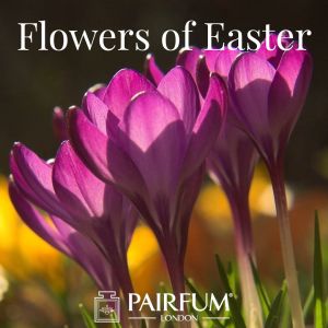 Pairfum London Flower Fragrances Of Easter Crocus