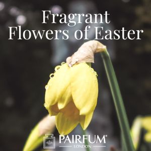 Pairfum London Fragrant Flowers Of Easter Daffodil Narcissus
