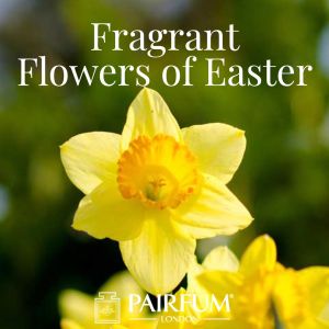 Pairfum London Fragrant Flowers Of Easter Narcissus Daffodil
