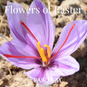 Pairfum London Niche Perfumery Flower Of Easter Crocus