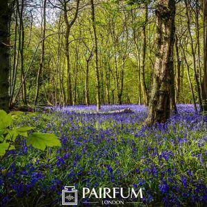 Bluebells In A Sunlit Forest Bluebells In A Sunlit Forest