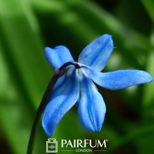 Bright Bluebell Faving Down Bright Bluebell Faving Down
