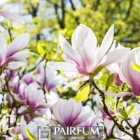 MAGNOLIAS BLOOMING IN NATURE