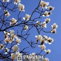 MAGNOLIAS IN BLOOM AGAINST THE SKY
