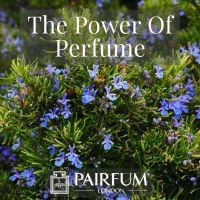 PERFUME TREND BLUE FLOWER SHRUB