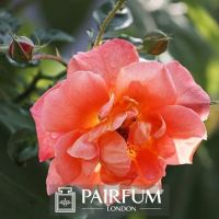 PERFUME BRIGHT PINK ROSE