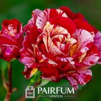 PERFUME BRIGHT RED AND PINK FLOWER