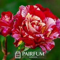 PERFUME BRIGHT RED AND PINK FLOWER