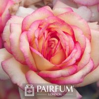 PERFUME TREND CLOSE PINK FLOWER