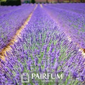 PERFUME TREND LAVENDER COLUMN