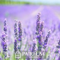 LAVENDER FIELD