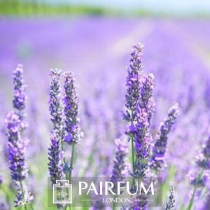 PERFUME TREND LAVENDER FIELD