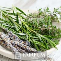 LAVENDER STALKS