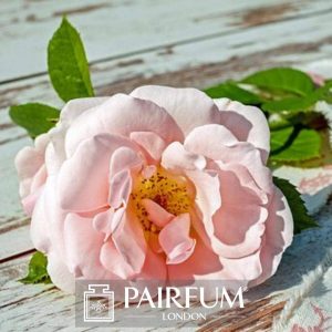PERFUME TREND LIGHT PINK ROSE ON FLOOR