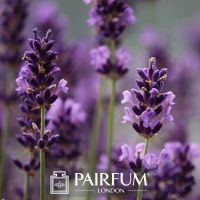 PERFUME TREND MAGNOLIA CLOSEUP