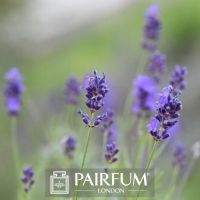 PERFUME TREND MAGNOLIA IN MEADOW