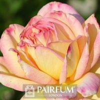 PERFUME TREND PINK ROSE FLOWER IN SUNLIGHT