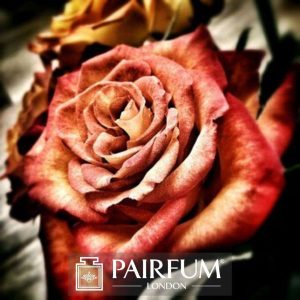 PERFUME TREND RED ROSE ARTWORK
