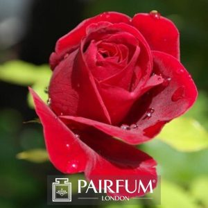 PERFUME TREND RED ROSE GREEN BACKGROUND