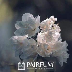 PERFUME TREND WHITE FLOWER