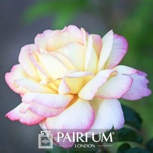 PERFUME TREND WHITE ROSE FLOWER IN SUN