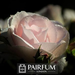 PERFUME TRENDS WHITE ROSE IN SHADE