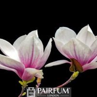 PINK AND WHITE MAGNOLIA BLACK BACKGROUND