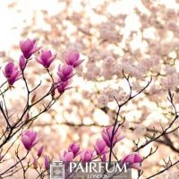 PINK AND WHITE MAGNOLIA PLANT