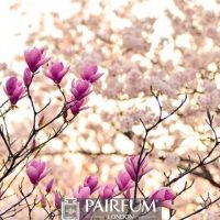 PINK AND WHITE MAGNOLIA PLANT