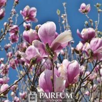 PINK MAGNOLIA AND THE SKY