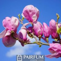 PINK MAGNOLIA BRANCH