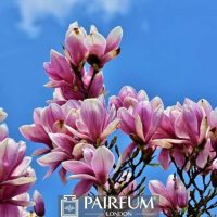 PINK MAGNOLIA FLOWER