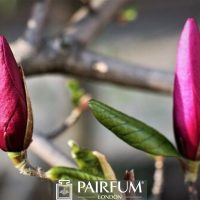 PINK MAGNOLIA FLOWER BUDS