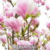 PINK MAGNOLIA FLOWER PLANT