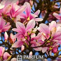 PINK MAGNOLIA FLOWERS