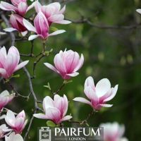 PINK MAGNOLIA FLOWERS AGAINST GREEN BACKGROUND