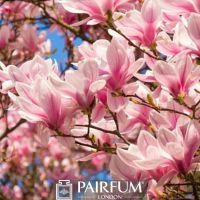 PINK MAGNOLIA FLOWERS PLANT