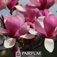 PINK MAGNOLIA PETALS