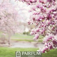 PINK MAGNOLIA PLANT