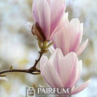 PINK MAGNOLIAS ON A BRANCH