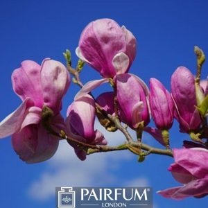PINK MAGNOLIAS ON A BRANCH AGAINST THE SKY 1 PINK MAGNOLIAS ON A BRANCH AGAINST THE SKY 1