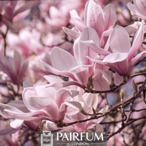 PINK MAGNOLIAS ON A PLANT 1 PINK MAGNOLIAS ON A PLANT 1