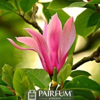 PINK SINGLE MAGNOLIA FLOWER