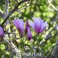 PURPLE MAGNOLIA FLOWERS IN NATURE