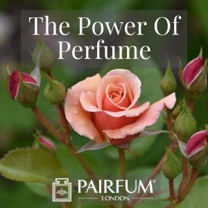 Perfume Trend single pink rose flower